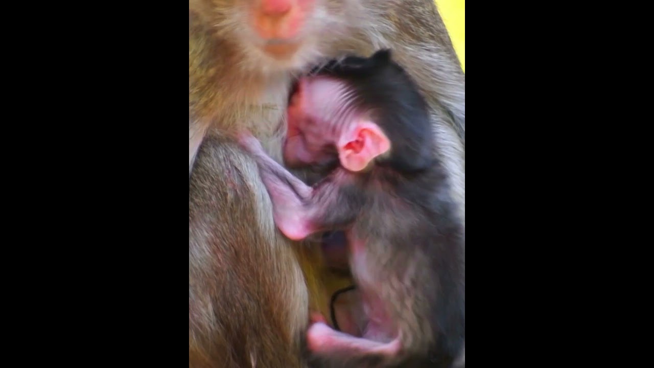 Cute A Little Baby Monkey Hug Mom