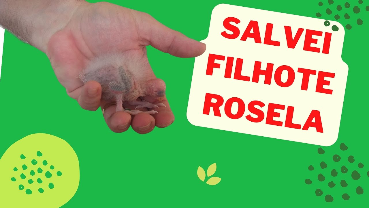 Salvei Filhote Rosela