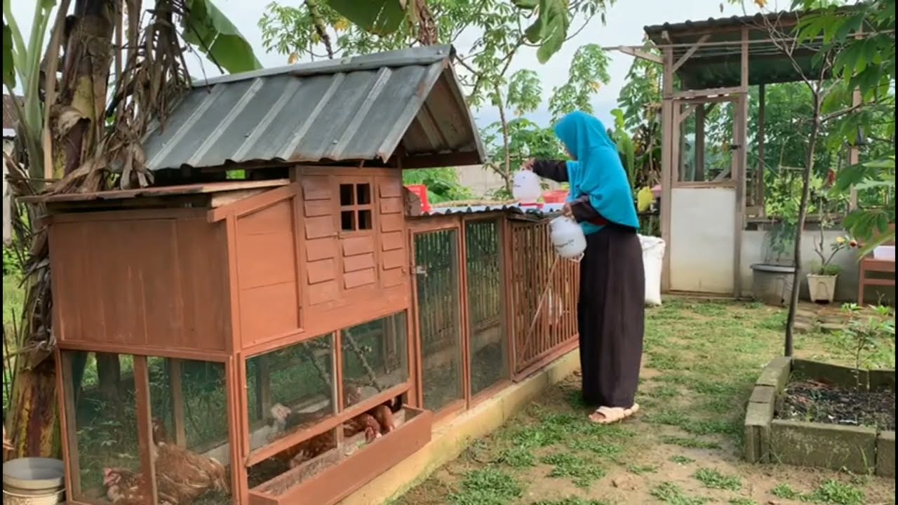 Ternak ayam kampung dan ayam petelur sambil berkebun di belakang rumah hasilnya lumayan 
