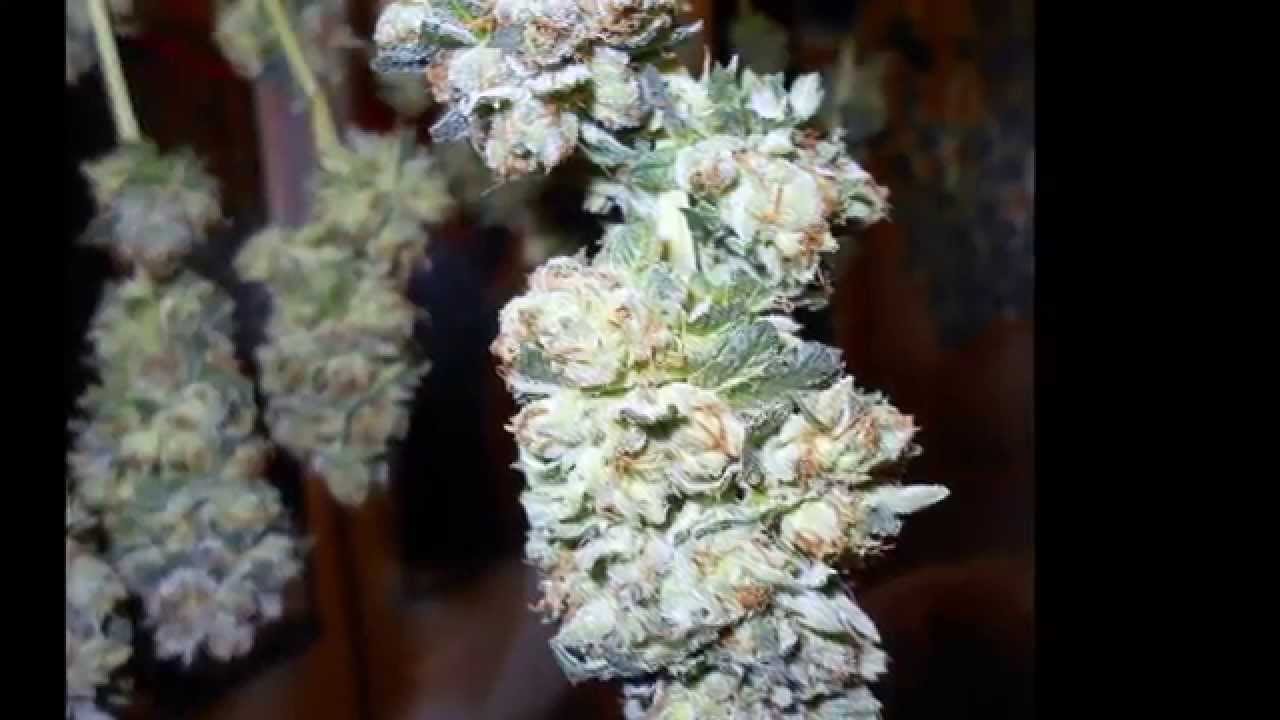 Garden update Bubba Kush