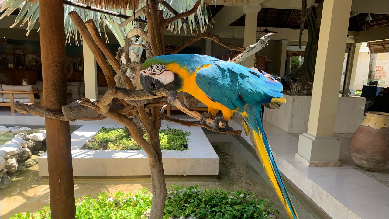 Iberostar Quetzal en Playacar Playa del Carmen (parte 1)
