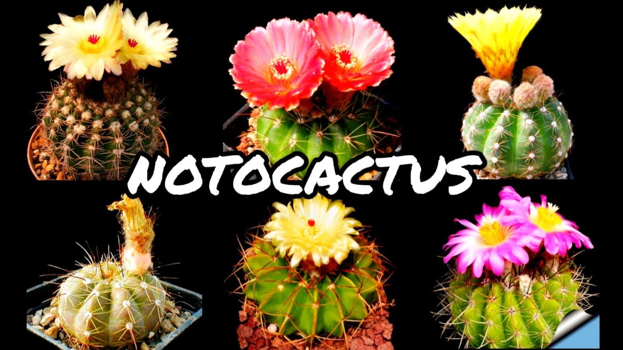 30 ESPÉCIES DE CACTOS DO GÊNERO NOTOCACTUS PARA IDENTIFICAÇÃO | CACTUS TV