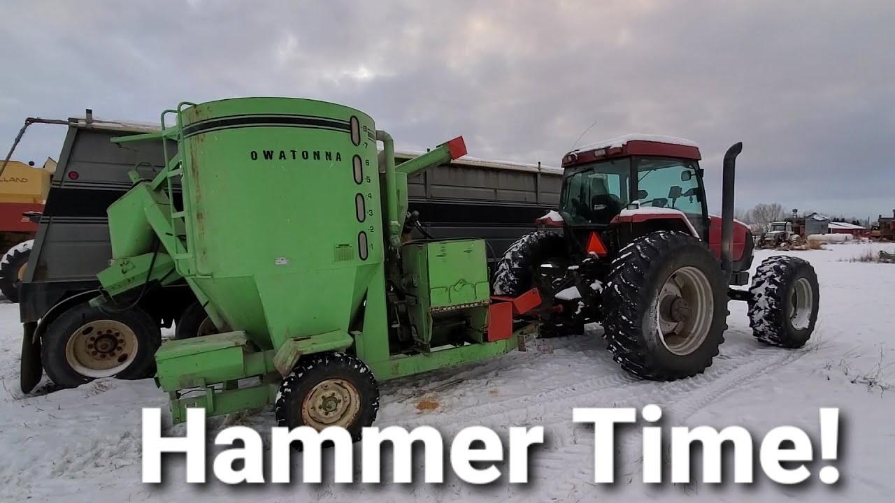 Grinding Grain. Making Chop for Cows!!