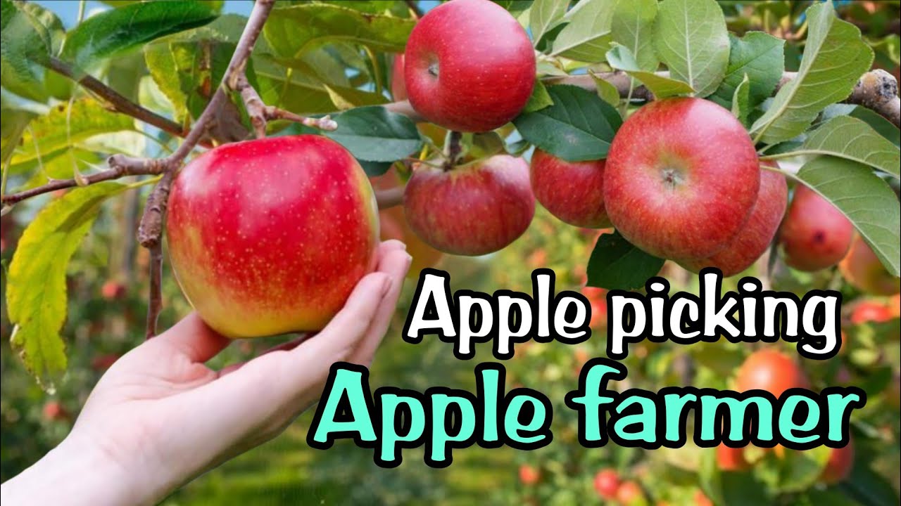 Apple picking - Apple farmer 