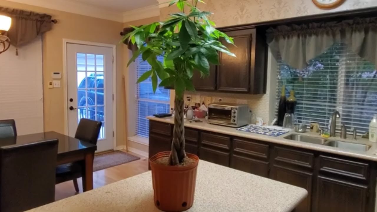 HOW TO CARE FOR A MONEY (PACHIRA) PLANT | DONNA JOSHI