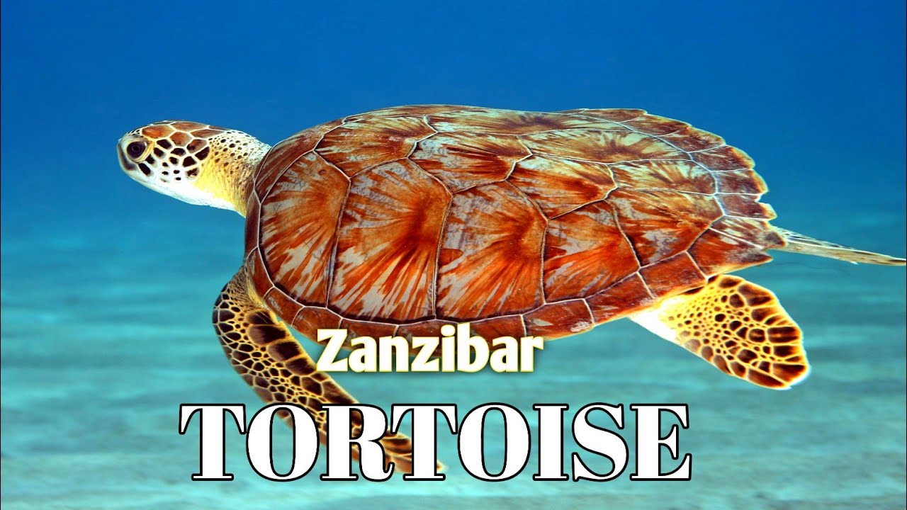 Zanzibar Salam Cave Tortoise 