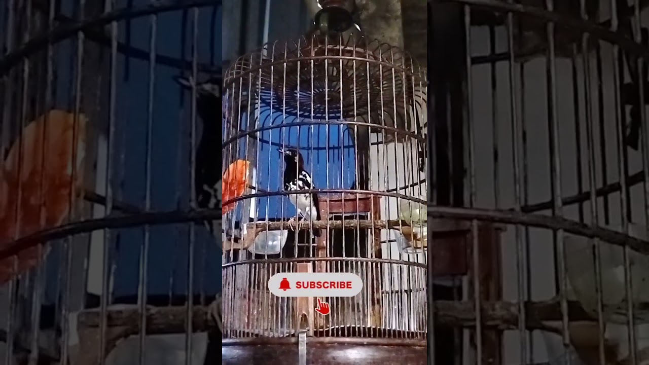 Anis kembang pastol gacor,ngeplong di pagi hari,cocok untuk pancingan burung yang belum bunyi.