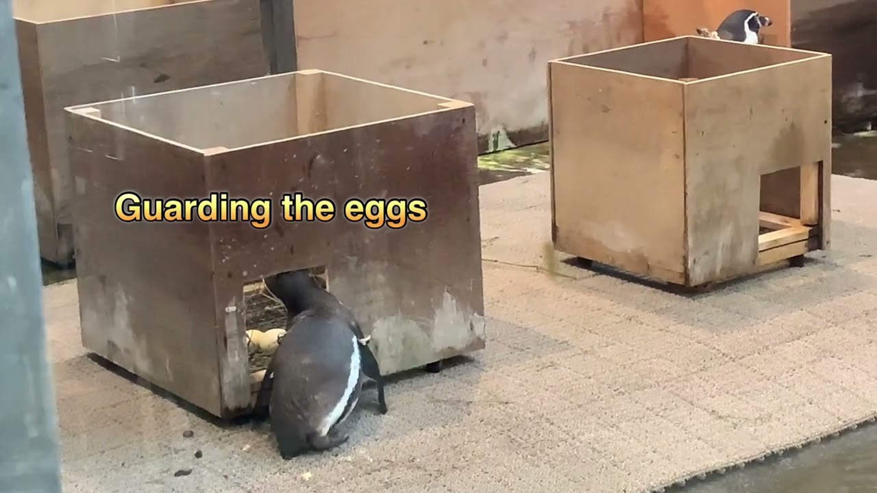 The Penguin is funny,especially when standing