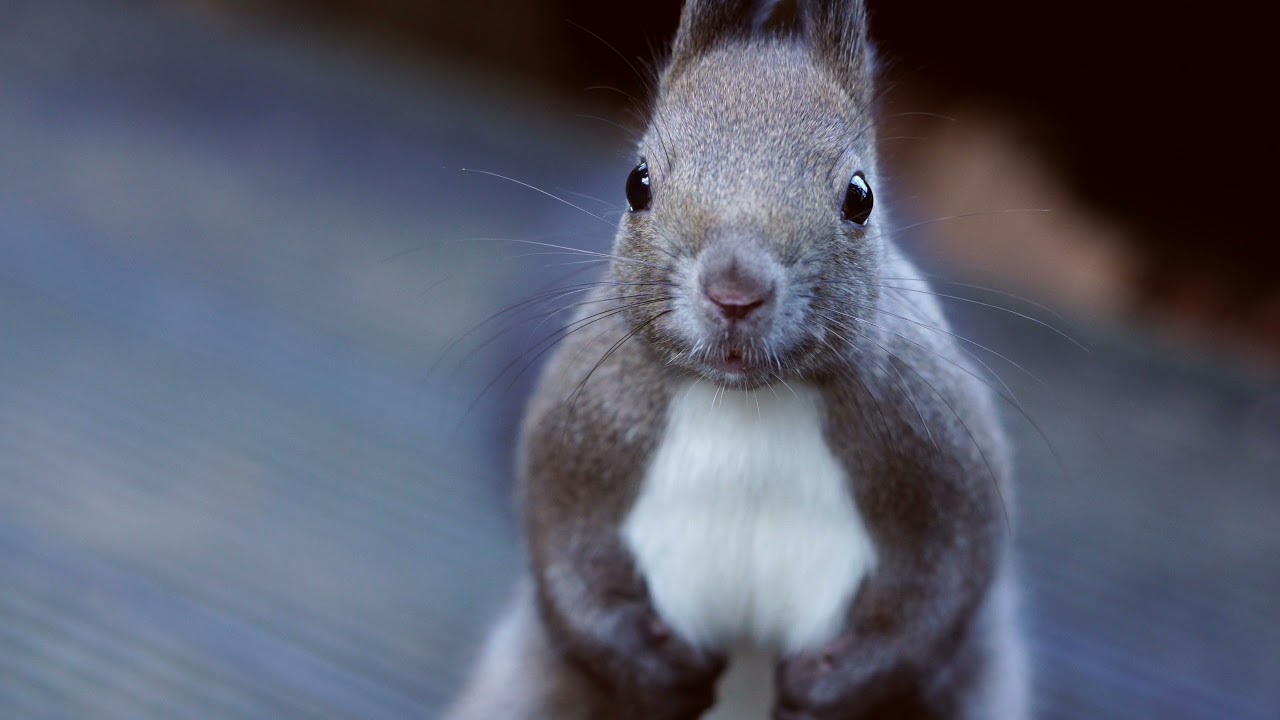 【4K】squirrel 秋のエゾリス　北海道　可愛い