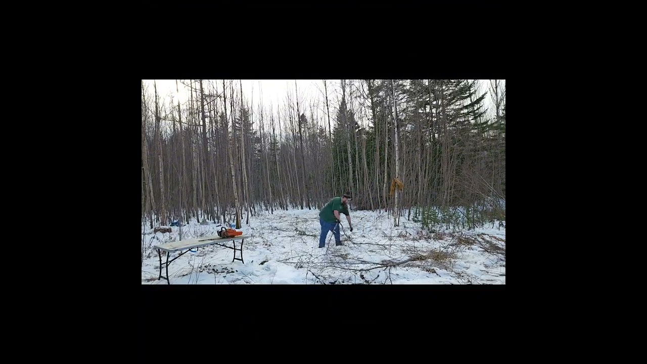Time to clear out trees
