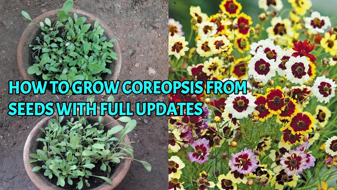 HOW TO GROW COREOPSIS FROM SEEDS WITH FULL UPDATES