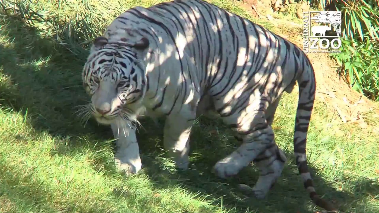 Special Care for Cincinnati Zoo’s Senior Citizens