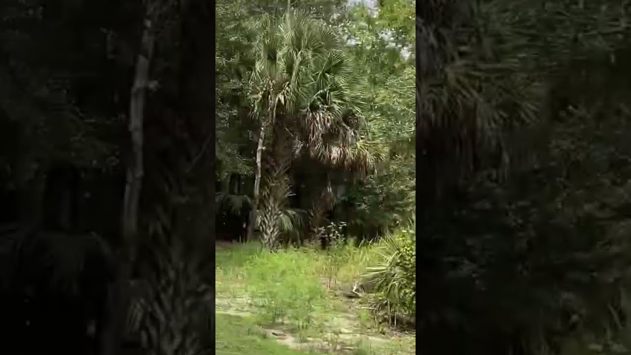 ACE Runs w Innova KC Champion Teebird and DGA PRO Pipeline @Hole1 Woods Course.Turkey Lake.Orlando