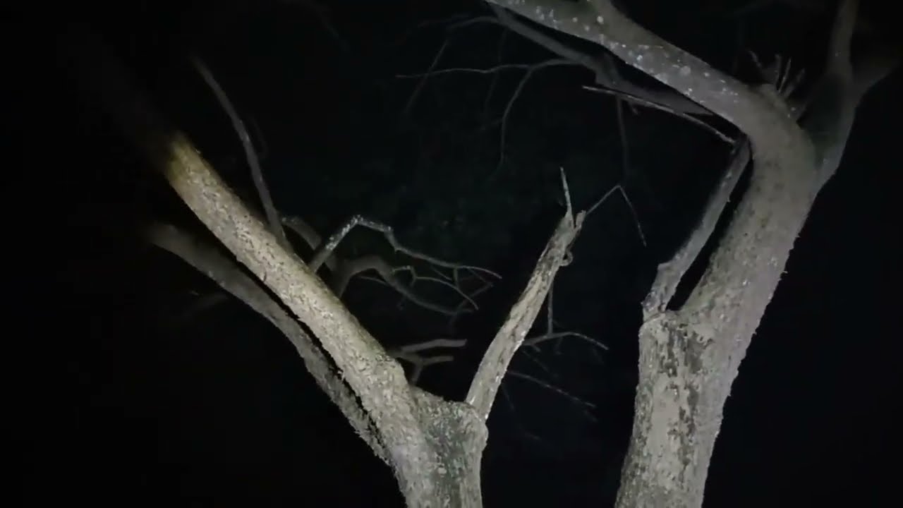 Kalo gak tertangkap kamera kalian gak bakal tau sosok penunggu kebon ini