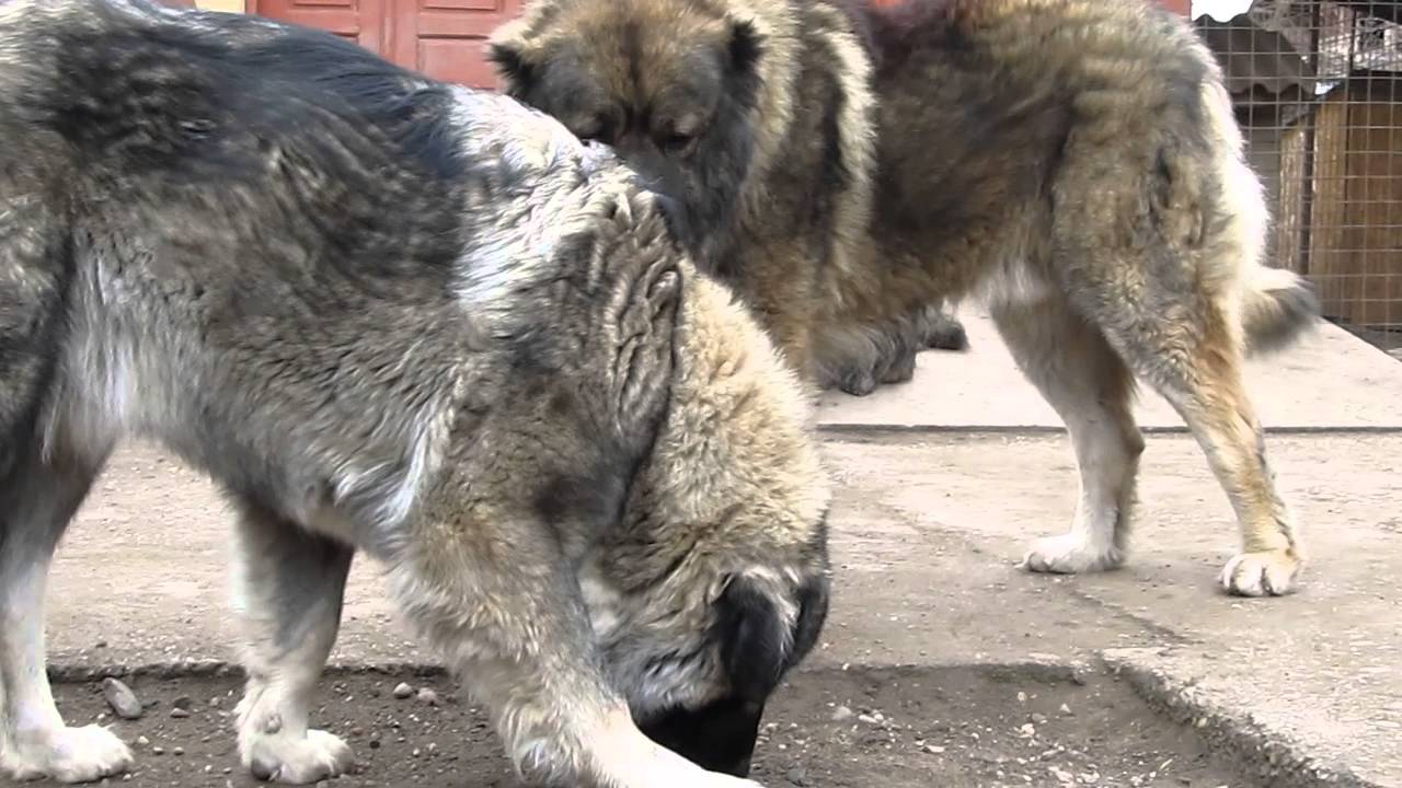 Caucasian Shepherd dogs from Titans Family kennel