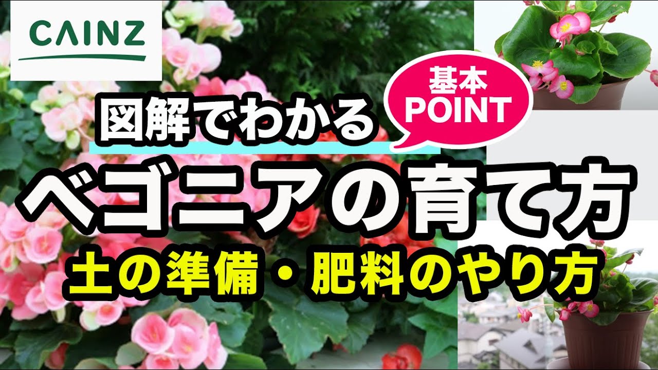 ベゴニアの育て方｜栽培方法｜鉢植えOK【カインズ花図鑑】