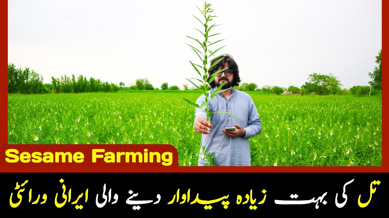 Sesame Farming in Pakistan/ Til ki Kasht/ Best Irani Variety/ G Farm