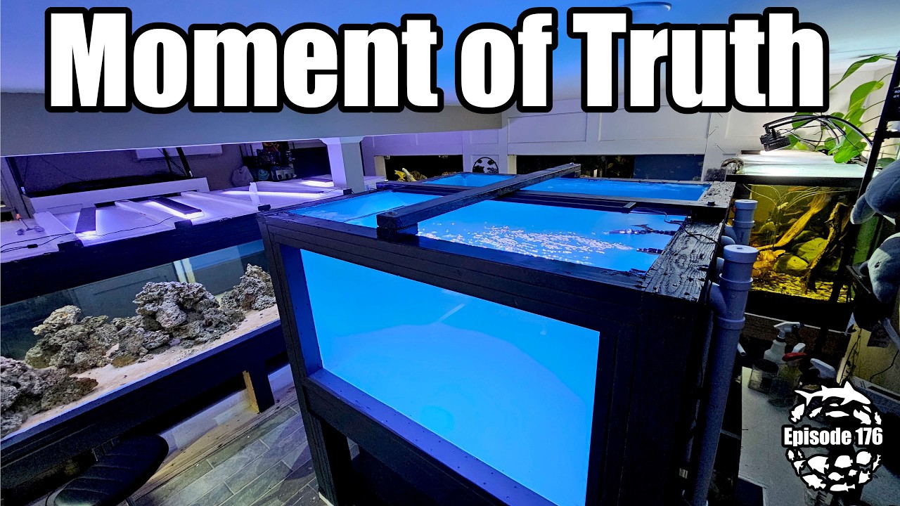 800 Gallon Cube & 125 River Tank Complete, It's Go Time!