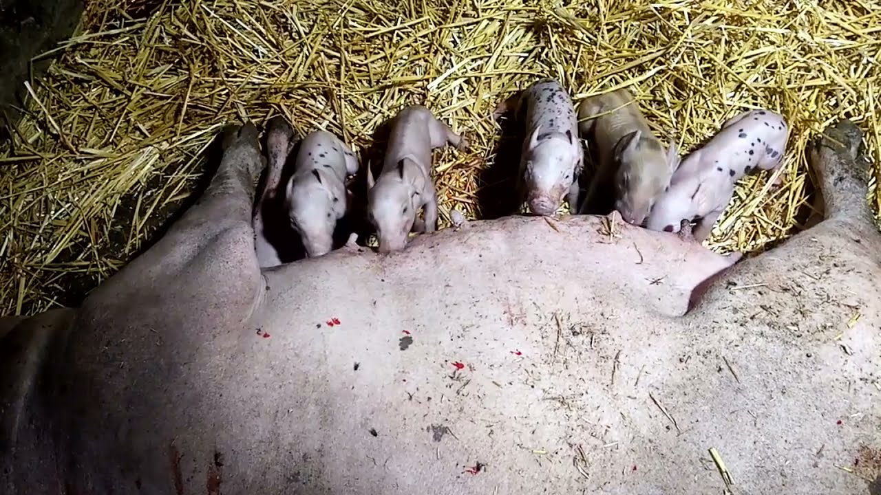 Опорос Свиньи. Как прошел опорос, сколько привела поросят