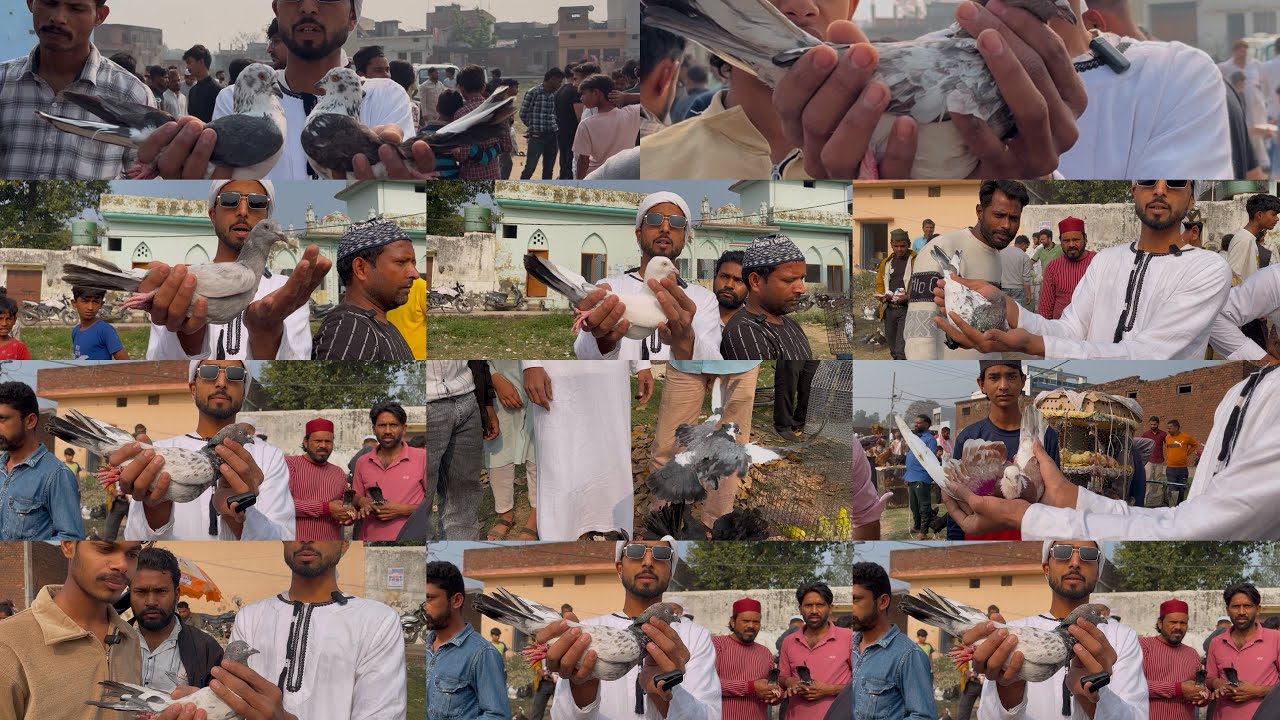kiratpur pigeon bazar 🕊️🕊️🕊️ top quality   8/3/2026 Sunday ￼￼
