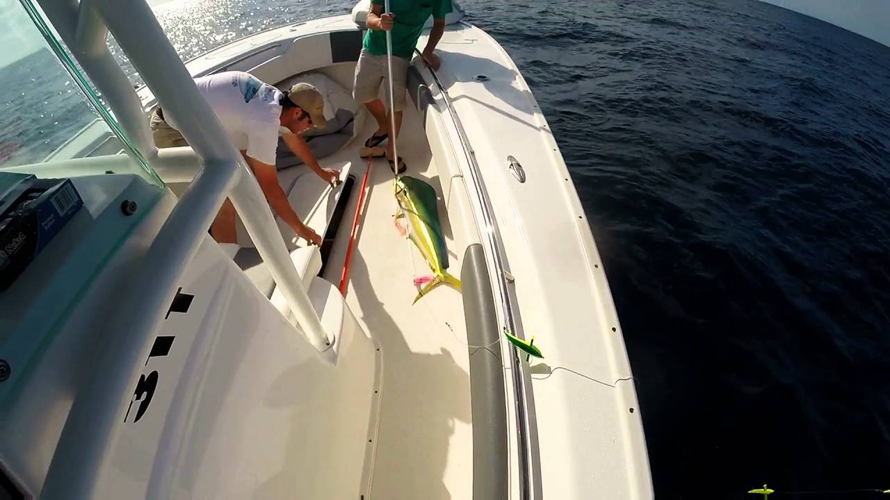Trolling the Gulf Stream Shellman Bluff, Ga Mahi Cape Horn