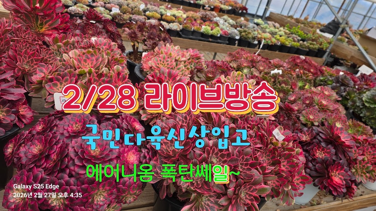 다육이가방글방글TV💗 득템하세요