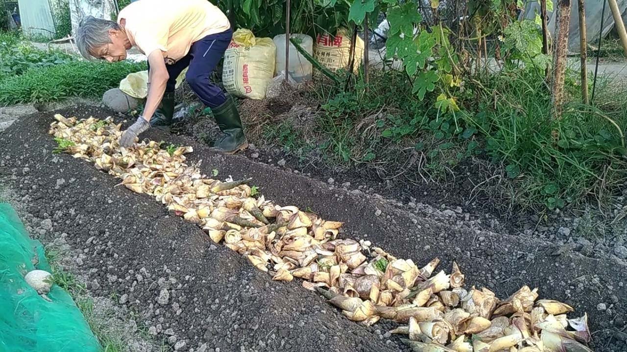 [狐狸菜園] 狐伯又在亂搞一通 用一堆的筍殼當底肥 來種菜 不知下場會如何 bamboo shoots used for vegetables planting
