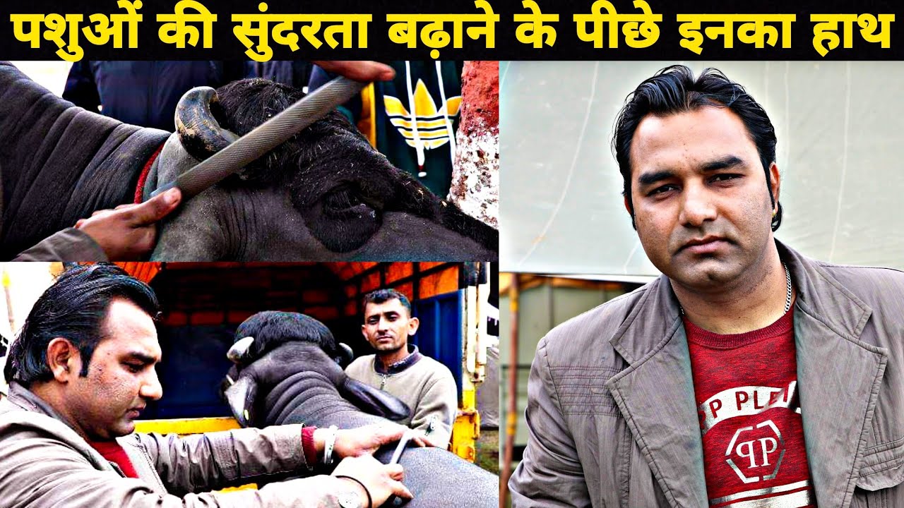बाल और खुर काटने पशु के शानदार सींग बनाने | Vinod Expert Animal Beautician
