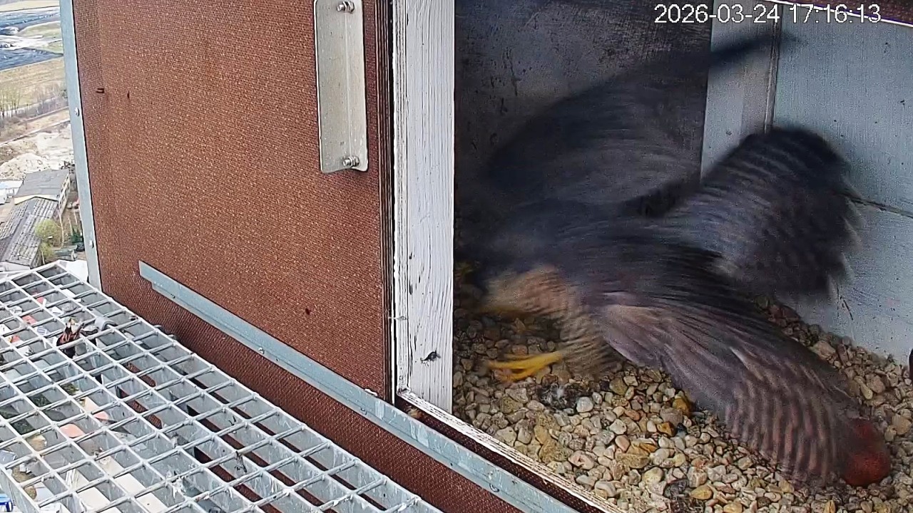 Czego wystraszyła się Draka ? 🤔 24 03 2026 Kwidzyn sokoły wędrowne