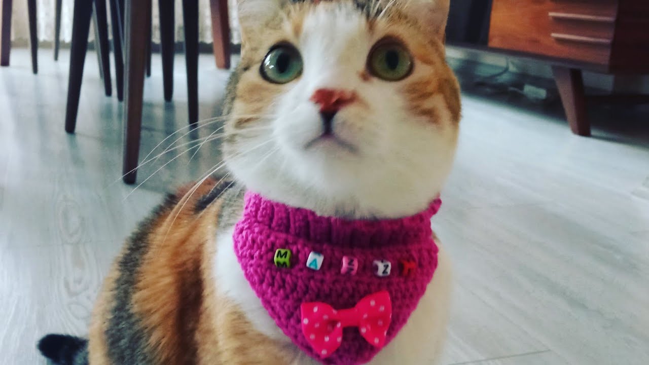 Kedi Köpek Fuları Örgü (Aksesuar) Yapımı/Cat Dog Scarf (Accessory) Making