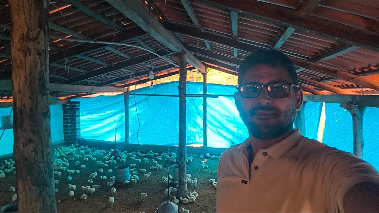 QUANTO RENDE 2 GALPÃO CHEIO DE FRANGO DE CORTE?
