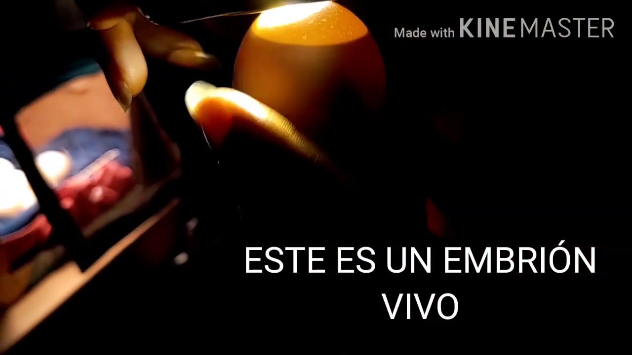 CÓMO SE VE UN EMBRIÓN VIVO🐣 (VS) MUERTO ALOS 12 DIAS