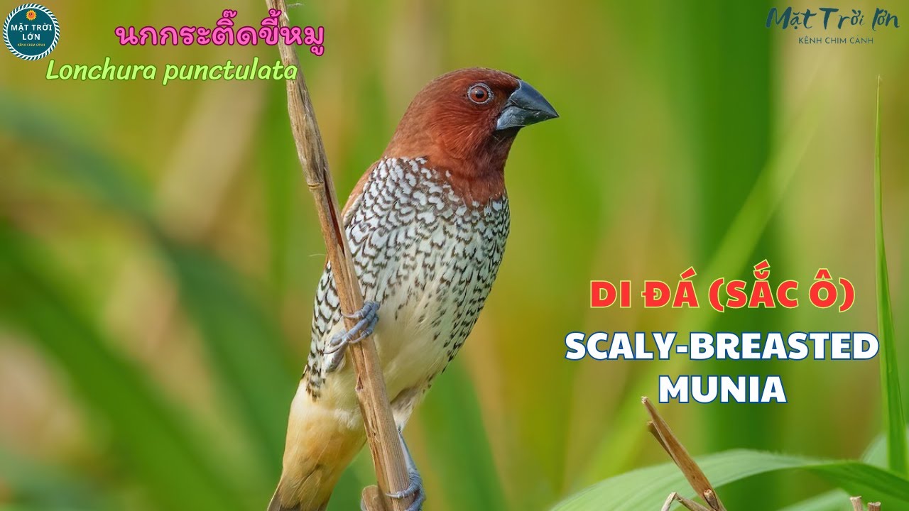 ✅Tiếng chim Di đá gọi bầy (Sắc ô)✅Scaly-breasted Munia call | นกกระติ๊ดขี้หมู #chimri #munia