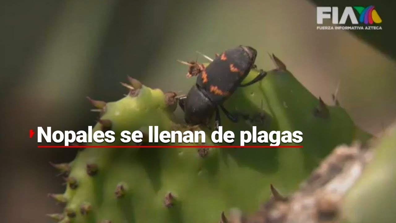 EN RIESGO | Productores de nopal se enfrentan a problemas por plagas