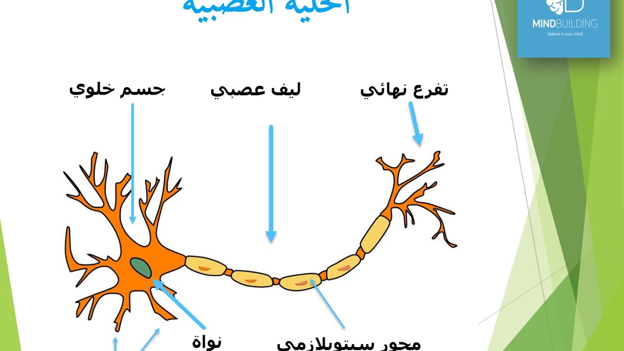 الجهاز العصبي عند الانسان 9 أساسي