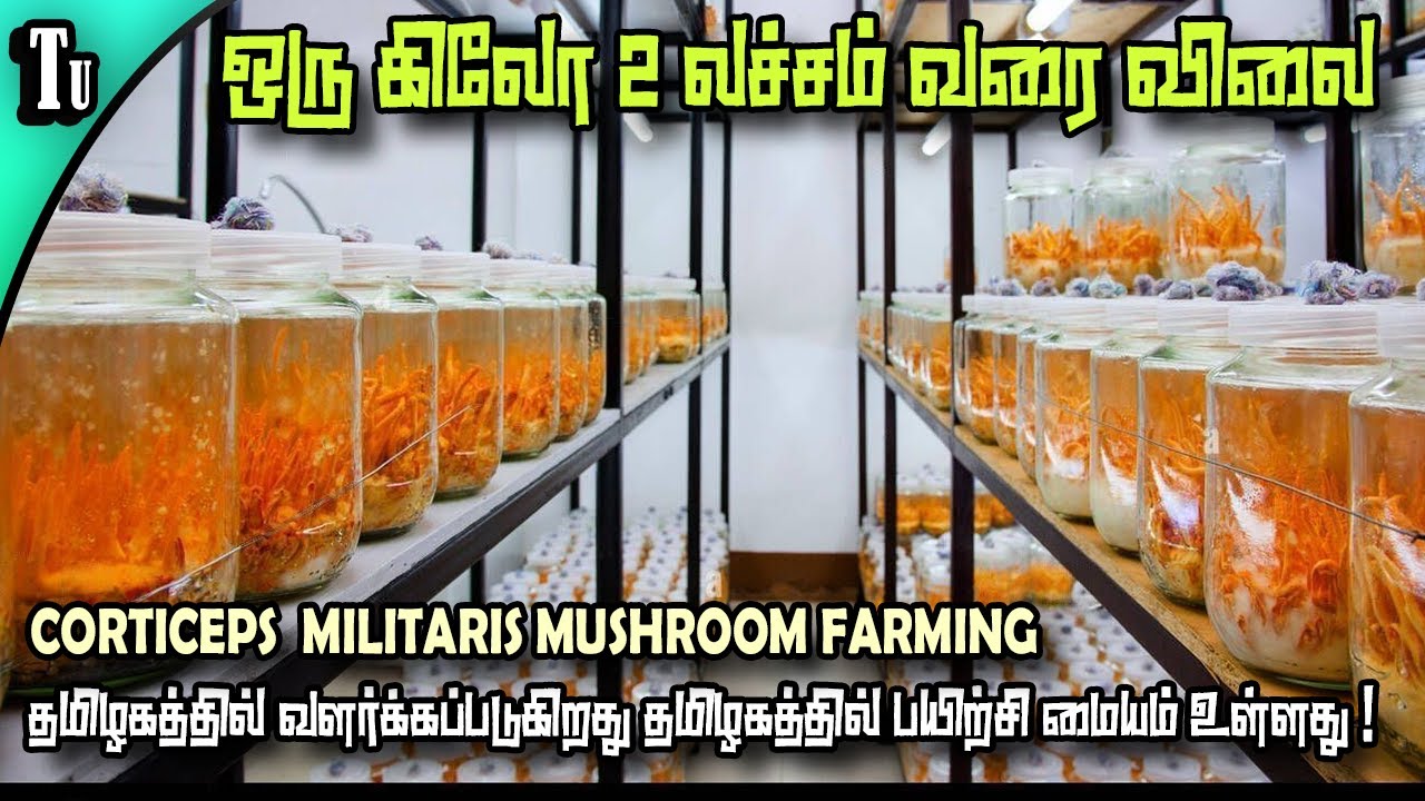 பெண்களுக்கு ஏற்ற  Cordyceps militaris  mushroom farming | training centre details in tamilnadu