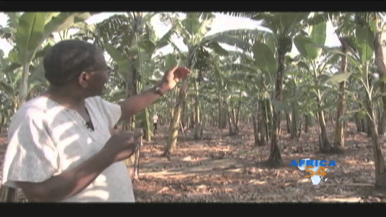 Commercial Banana Farming Uganda