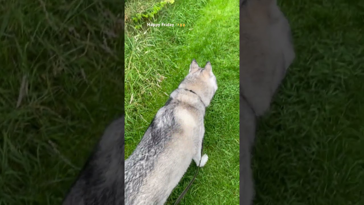 Sasha the husky ❤️ #dogs #husky #animals #cute #siberianhusky #huskies #puppy #huskypics