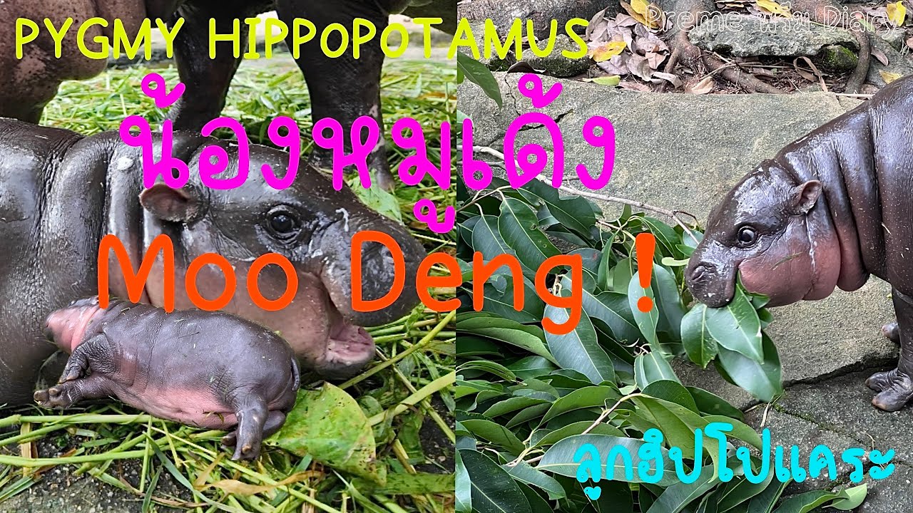 มาดูน้องหมูเด้ง ฮิปโปเด็กมันน่ารักจริง ลูกฮิปโปแคระ น่ารักมาก 😍  Moo Deng Pygmy Hippopotamus 🇹🇭