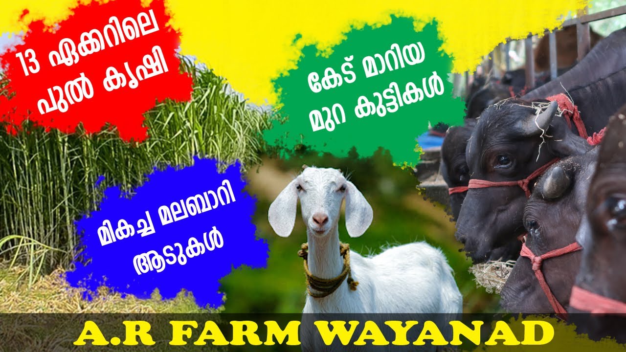 MURRAH FARM IN WAYANAD | A R FARM WAYANAD | Goat farming | Super napier farming | Buffalo farming