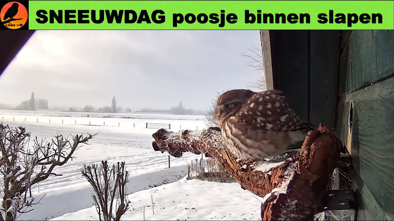 SNEEUWDAG poosje binnen slapen🌨❄🦉💤 06-01-2026