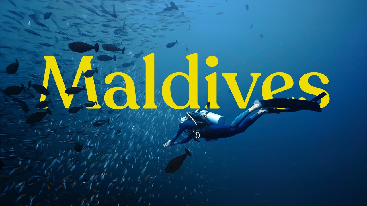 Diving cruise in the Maldives with big manta rays and sharks