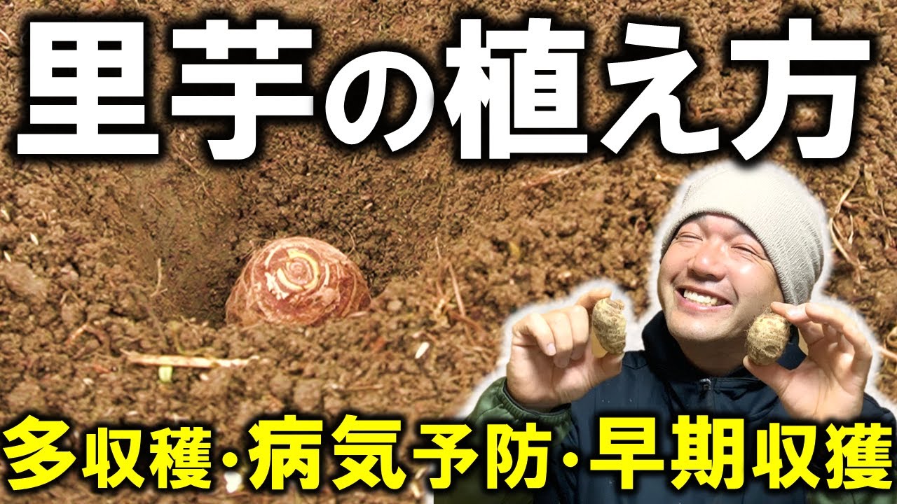 【裏技大公開】里芋の植え方〜江戸農書より解説〜