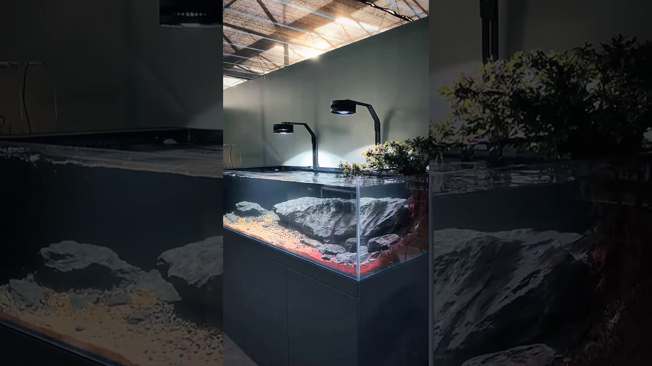 DIY Mountain Stream Aquarium, Build a Biotope: Recreating Himalayan Streams in Home Aquariums!