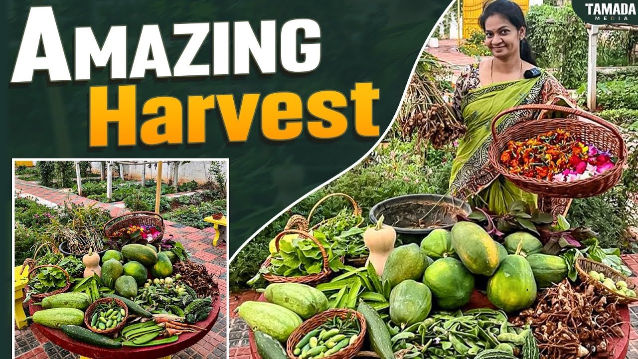 ఇవాళ చాల  రకాలు కోసాము /Flowers, fruits, veggies ,ginger, turmeric etc harvested @MADGARDENER