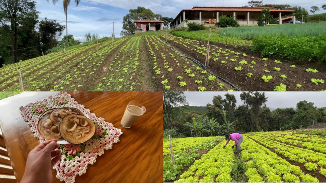 ROTINA DE UMA MULHER DA ROÇA 🙌 colheita capina fias bolinho pro café ☕️ 