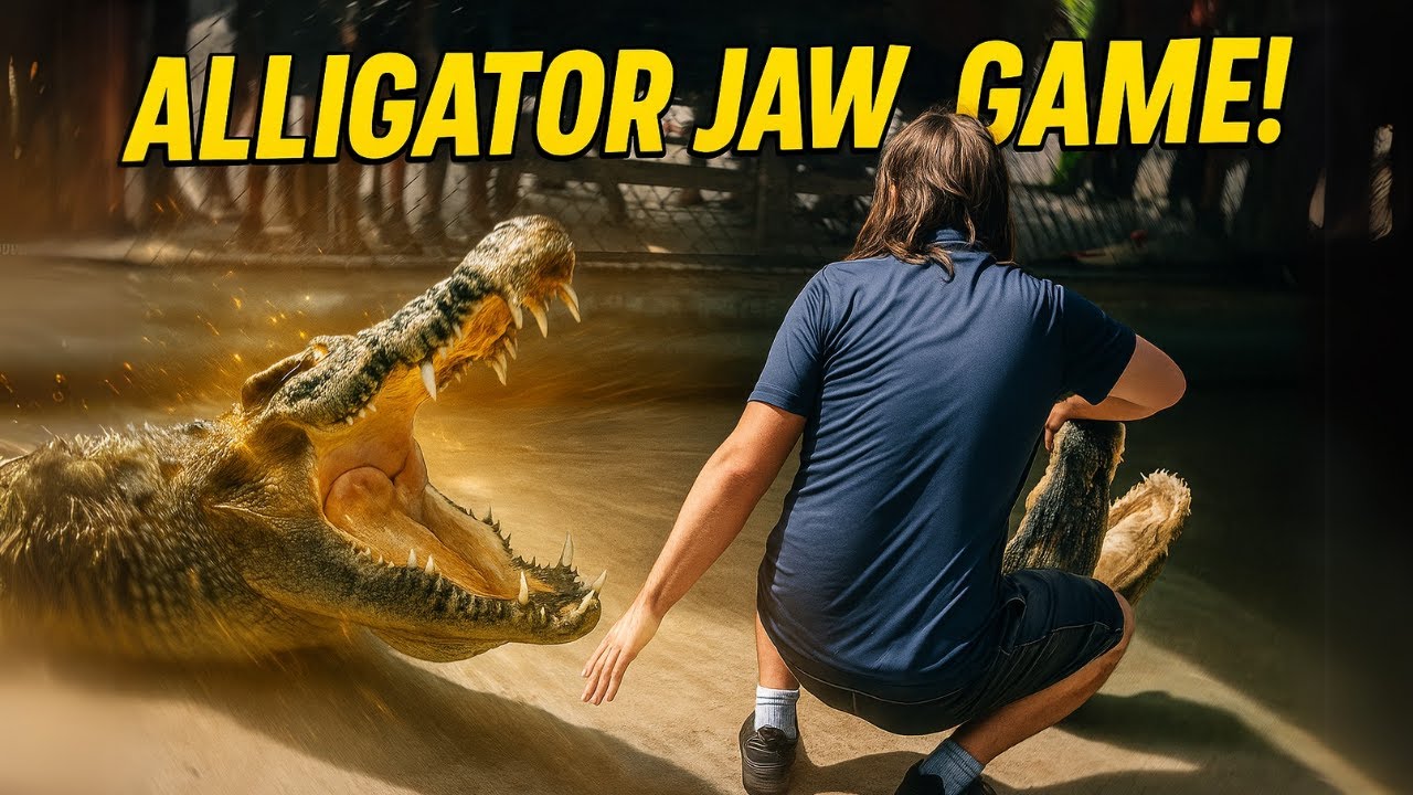 ALLIGATOR JAWS RED LIGHT GREEN LIGHT - Everglades Alligator Wrestling