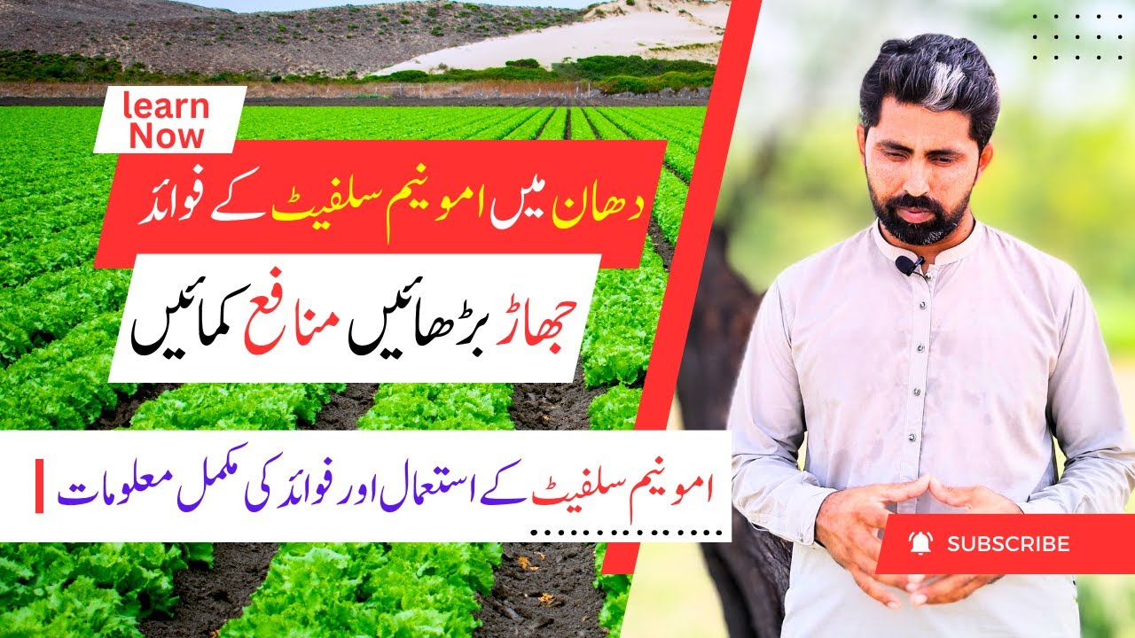 Ammonium Sulphate for Bountiful Rice Harvests 🌾| A Guide to Using Ammonium Sulphate | مونجی کا جھاڑ