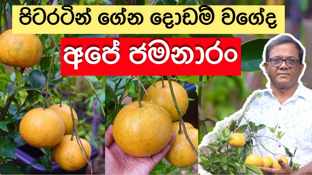 තාමත් කන්නෙ කඩේ දොඩම්ද? පොඩි ගහක් පිරෙන්න ගෙඩි ගන්න රහස | Rahangala Jamanaran | Ceylon Agri | 246