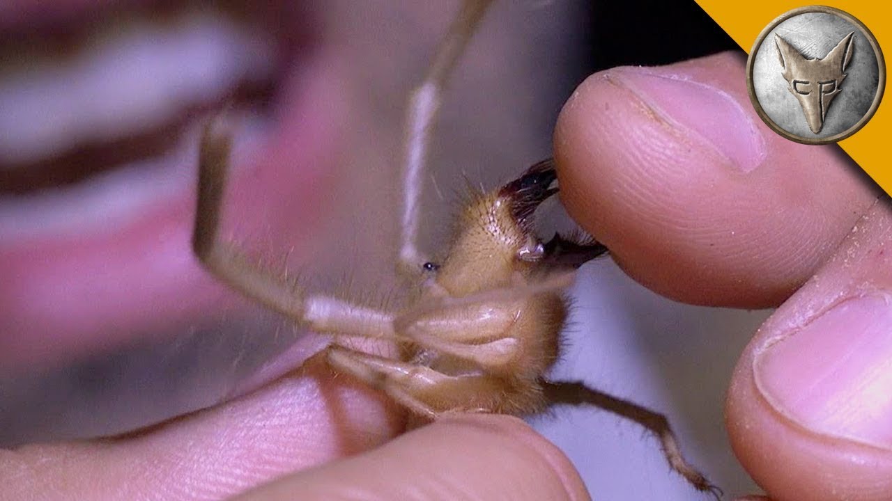 Kamelspinne beißt in meinen Finger 😱 Wird Coyote es überleben? | Brave Wilderness Deutsch